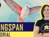 Wingspan – Tutorial Gioco da Tavolo – La ludoteca #83